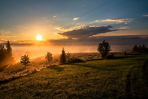 trees under cloudy sky during sunrise